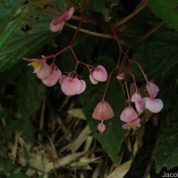 Begonia malabarica Lam.